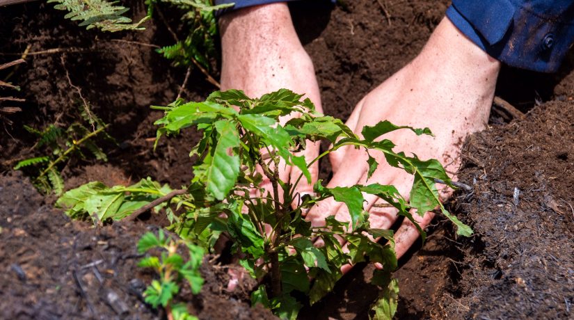 Reforest'Action